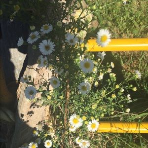 Meet your Posher, Isabella